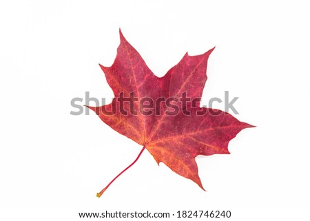Beautiful red maple leaf isolated on white background
