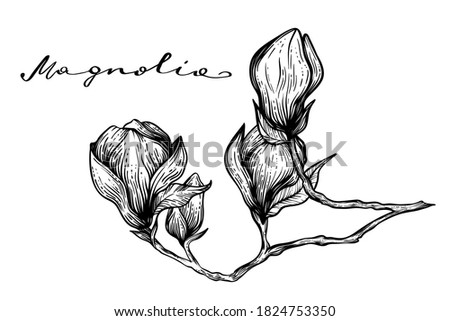 magnolia branch with flowers and buds, hand drawn vector, engraving style