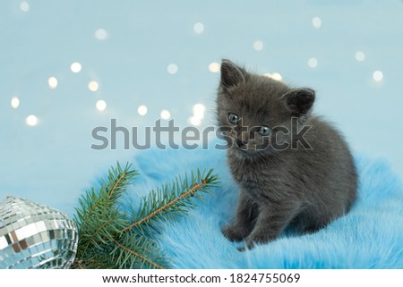 Christmas kitten. little cat with Christmas tree and lights. Blue background, copy space