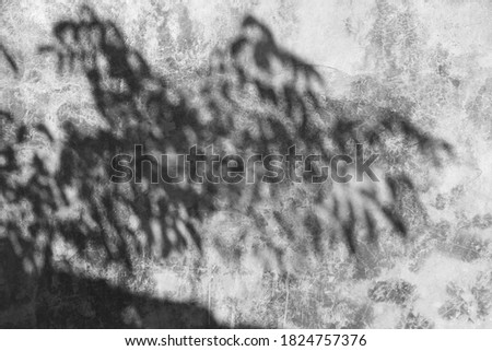 Abstract concrete wall with Shadow of boughs and leaves.