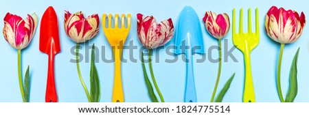 Fresh tulips flowers and multi-colored garden tools on blue pastel background. Creative composition, springtime. Gardening, spring work concept. Flat lay, top view, banner