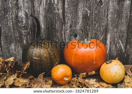 autumn decor of pumpkins, maple leaves on the background of a wooden wall. Thanksgiving or Halloween day concept. Flat lay autumn