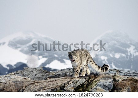 Snow leopard in the snow covered mountains Royalty-Free Stock Photo #1824790283