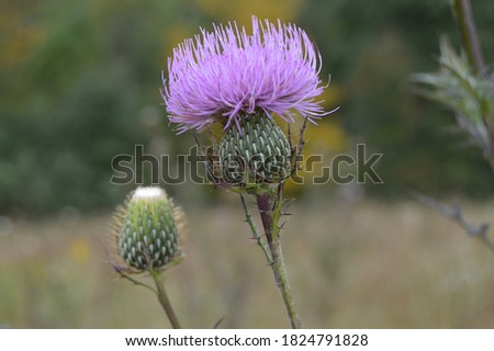 Lilac colored field thistle in bloom