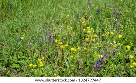 Yellow and purple wild flowers in a clean countryside village in Italy during a Summer day