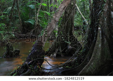ฺButtress root and water stream ,Dong Phayayen–Khao Yai forest complex ,Thailand 