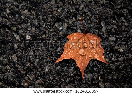 Wet red leaf on the cement. 