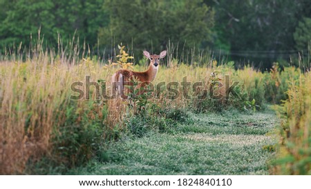 wild deer on alert in Fern Hollow Nature Center in Sewickley, Pennsylvania, USA