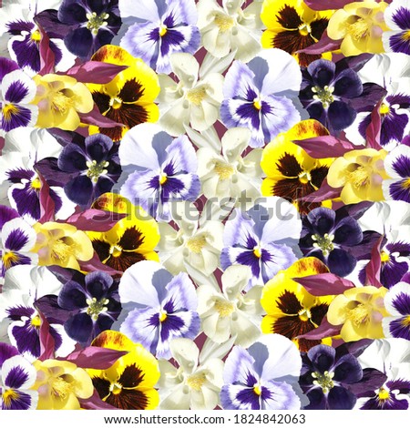 Beautiful floral background of pansies and aquilegia. Isolated