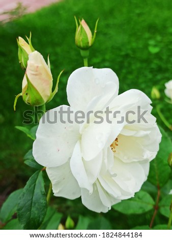 closeup picture of beautiful roses in the garden