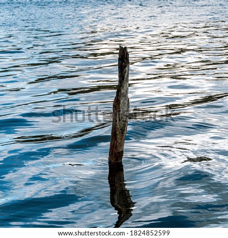A single tree sticking out of the lake. Picture taken in Latvia Purezers. September month.