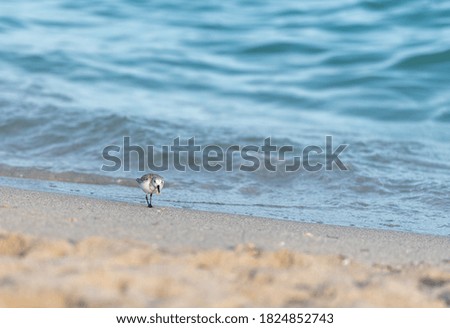 Seabird looking for food on the beach