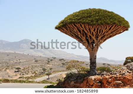Yemen. Socotra island. Dragon tree. Dracaena cinnabari Royalty-Free Stock Photo #182485898