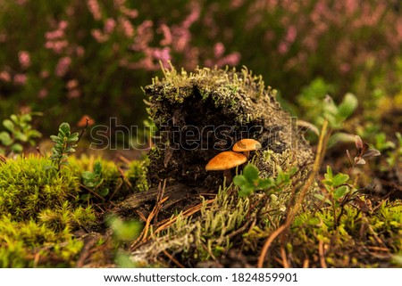 two small mushrooms with an old stump in the forest have grown together as one, showing the continuity of life