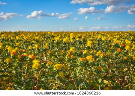 Safflower field, many safflower, field of yellow prickly flowers, Carthamus tinctoriu Royalty-Free Stock Photo #1824860216