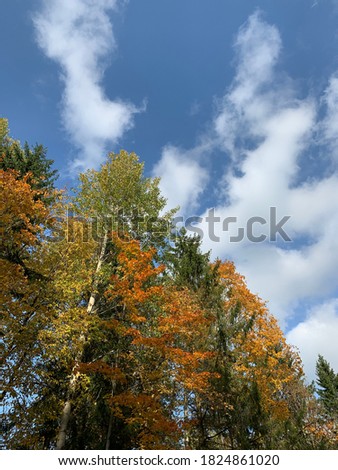 Autumn trees on the blue sky background