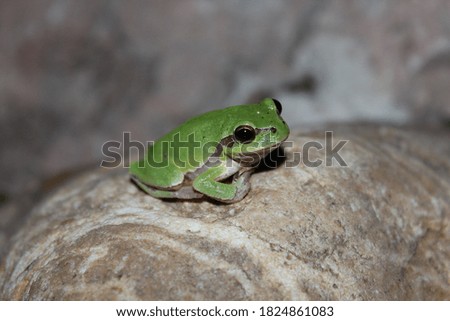 tree frog macro contrast photo