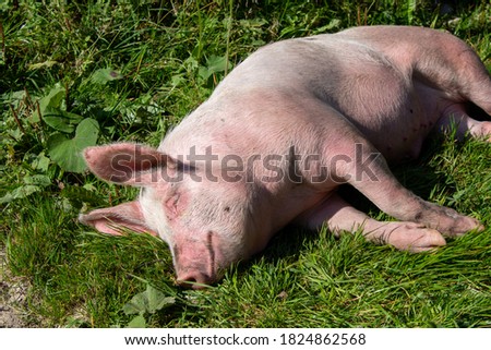 Sleeping Pig on the way Farm