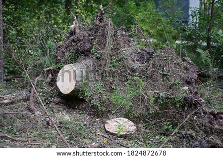 Felled fallen trees, weeds. Photo of a forest landscape in cloudy weather.