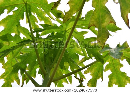 Selective soft focus of beautiful papaya tree leaves with blurred edge       