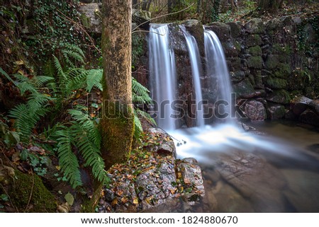 Waterfall in the forest in autumn with ferns