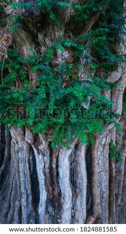 European yew, Taxus baccata, in Bermiego within the Quirós council of Las Ubiñas-La Mesa Natural Park of Asturias in Spain, Europe
