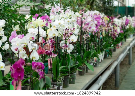 Blooming orchids on counter in store. Phalaenopsis flowers of different colors. Selective focus Royalty-Free Stock Photo #1824899942
