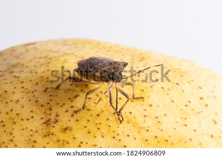 Brown Asian bedbug on a pear. Scourge for agriculture, concept of problem for fruit plants