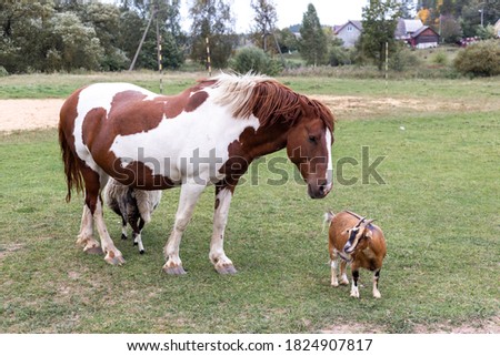 White and brown horse, sheep and goat in the pasture