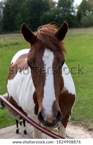 White and brown horse in the pasture