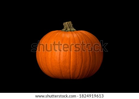 Round perfectly shaped orange pumpkin isolated on black background. Pumpkin in darkness. Halloween concept.     