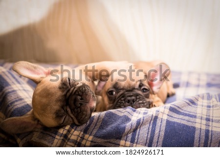 Sleepy French Bulldog puppies. Cute little puppy. Royalty-Free Stock Photo #1824926171