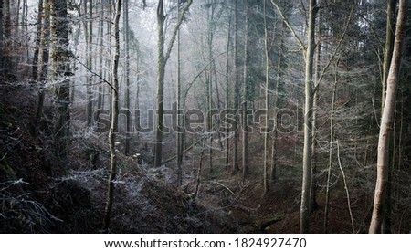 Forest Fairytale Woodland Mist Landscape Photography