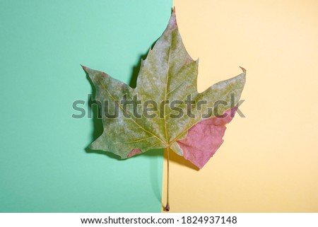 autumn leaves on pastel color background minimal concept feel fall