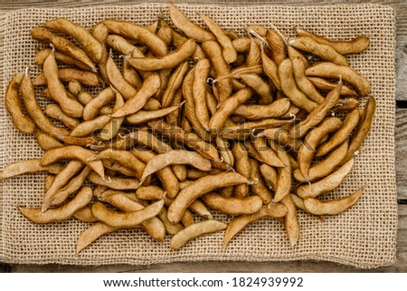 Many Soybean pods, close up. Autumn harvest background