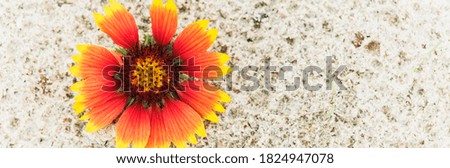 Background image of red and yellow flowers. Flowers on a sand background