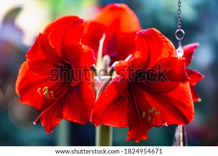 Red Amaryllis beautiful flower for Christmas or other holidays