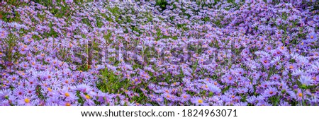 Autumn background with beautiful blue aster flowers. Asters novi-belgii ‘Blue Lagoon’ blossom in park. Blue Michaelmas daisy flower, banner