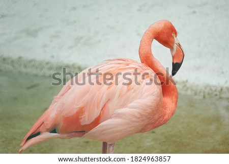   Pink flamingos, birds in captivity               