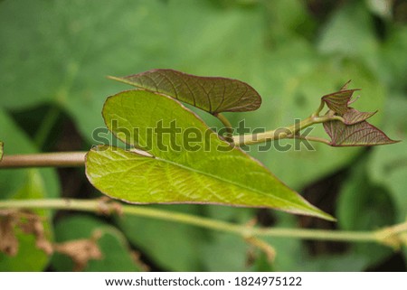 Plant and leaves of Sweet potato, purple potato leaves farming garden