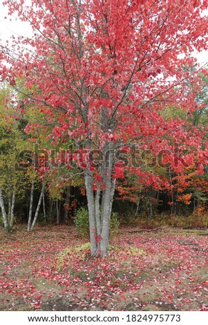 An abundance of colourful leaves. A pile of leaves on beautifully landscaped property in New Brunswick Canada during fall. A change of seasons