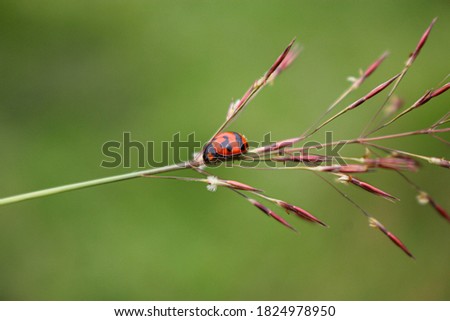 beaulyful Ladybug rests on a Grass flower, blur background image
