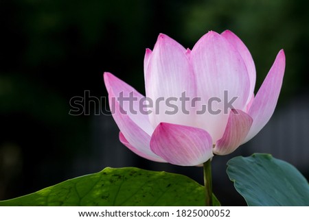 Blooming Close-up Lotus Flower or Water lily with sunset time. Bangkok Thailand.