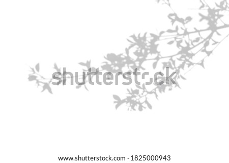 Photo overlay effect. Gray shadow of bush leaves on a white wall. Abstract neutral concept of nature blurred background. Space for text.