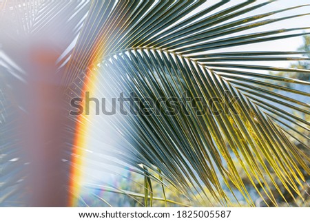 Palm leaf in a rainbow light in a summer sunny day