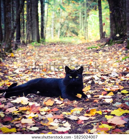A black cat on a trail in the woods during Autumn with lots of colored leaves on the ground. Black cat with neon green eyes on a dirt path in the forest covered with fall leaves. 