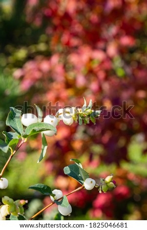 Abstract autumn background. Branch with green leaves and white berries on a blurred background