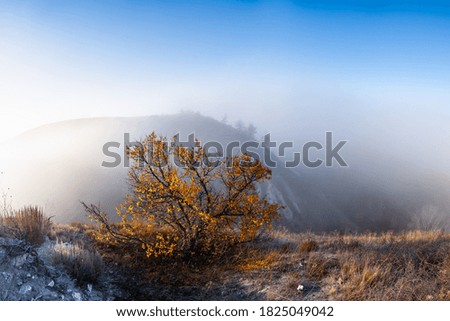 Lonely fall tree on autumn landscape with fog over hills