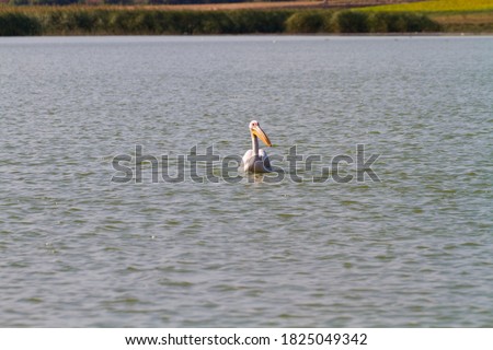 Pelicans are a genus of large water birds that make up the family Pelecanidae