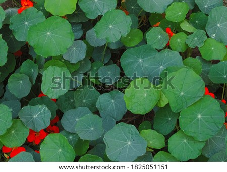 Green round leaves in a garden 